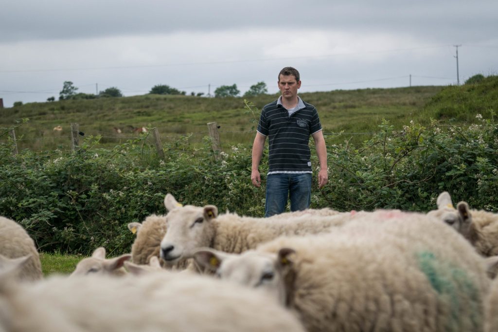 Ireland - Sheep